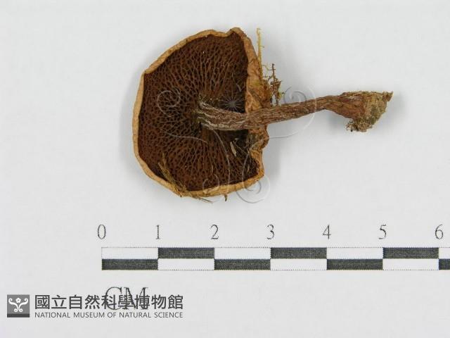 登錄號:F0001699藏品圖，第1張