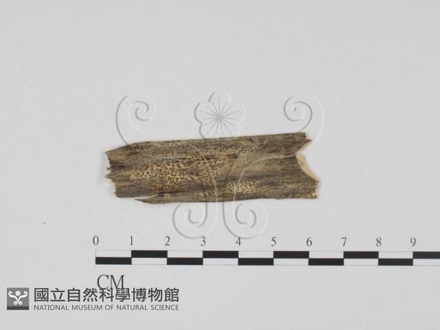 登錄號:F0011699藏品圖，第1張