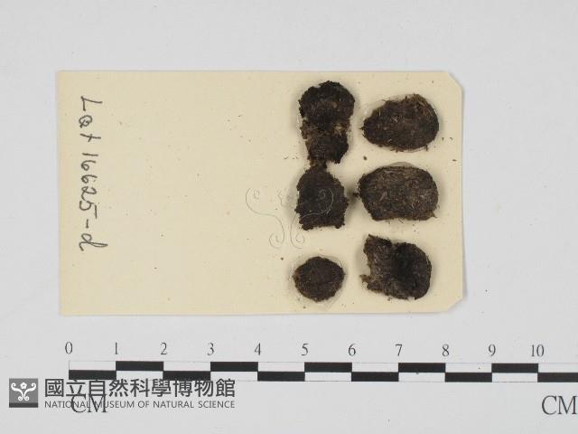 登錄號:F0004699藏品圖，第1張