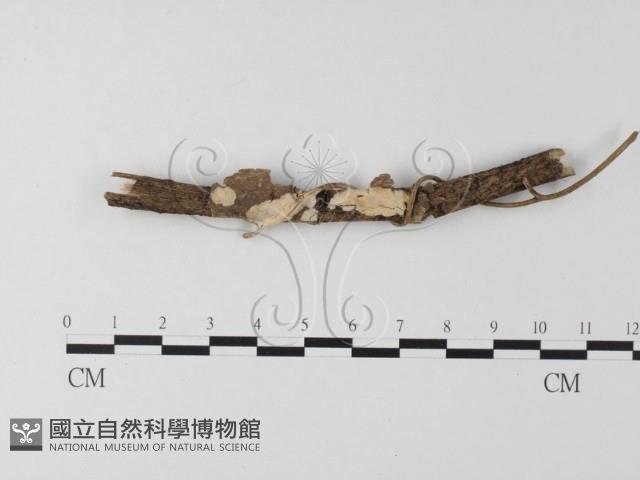登錄號:F0014699藏品圖，第1張