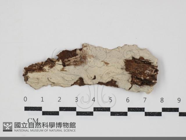 登錄號:F0034699藏品圖，第1張