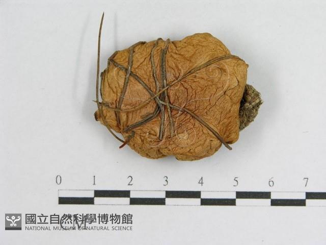 登錄號:F0002699藏品圖，第1張