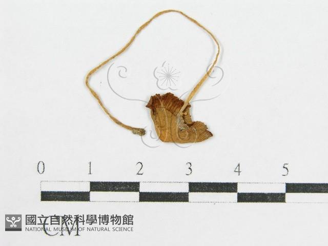 登錄號:F0012699藏品圖，第1張