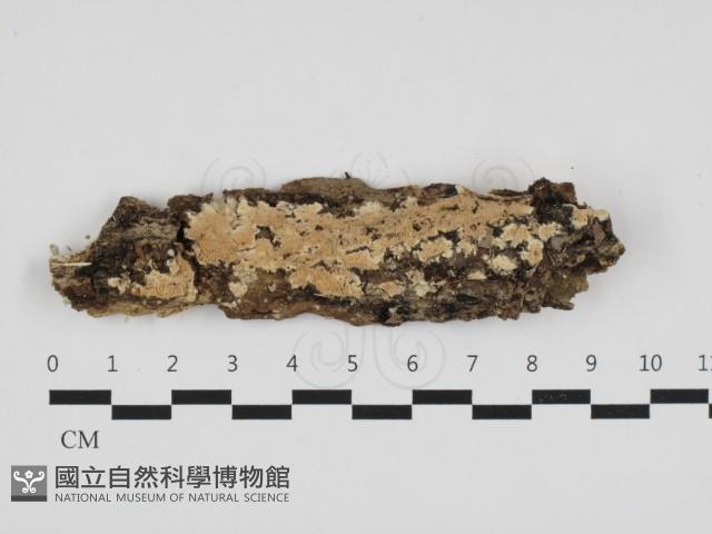 登錄號:F0032699藏品圖，第1張