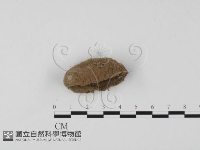 登錄號:F0025699藏品圖，第1張