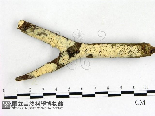 登錄號:F0015699藏品圖，第1張