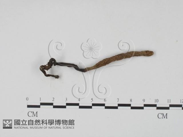 登錄號:F0019699藏品圖，第1張