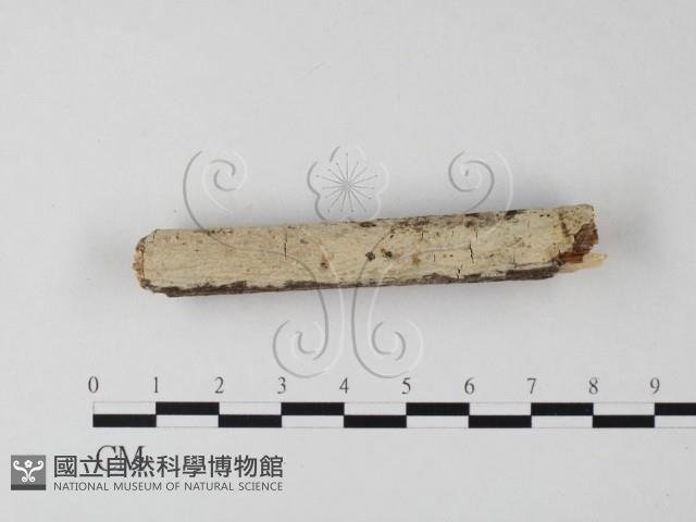 顯絲菌屬藏品圖，第1張