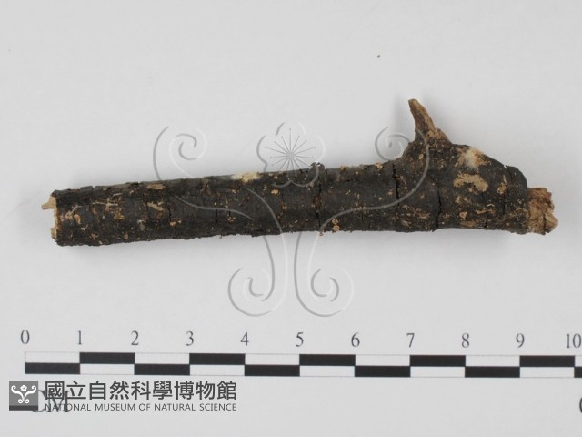登錄號:F0003699藏品圖，第1張