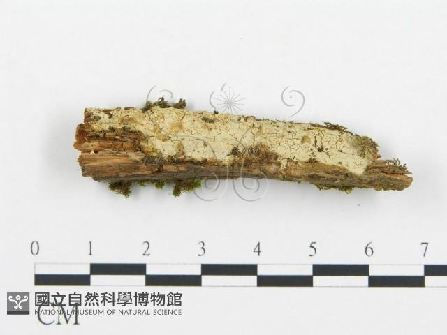 登錄號:F0013699藏品圖，第1張