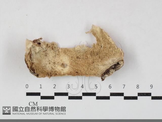 登錄號:F0033699藏品圖，第1張