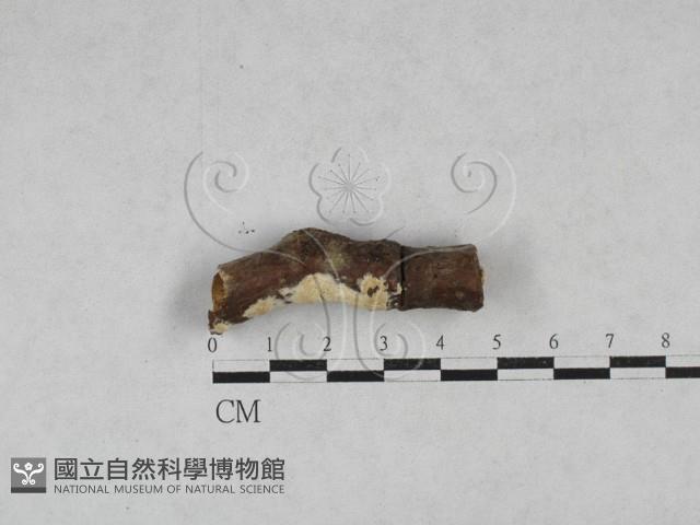 登錄號:F0028499藏品圖，第1張