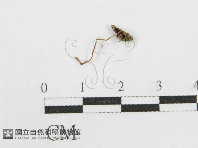 登錄號:F0008499藏品圖，第1張