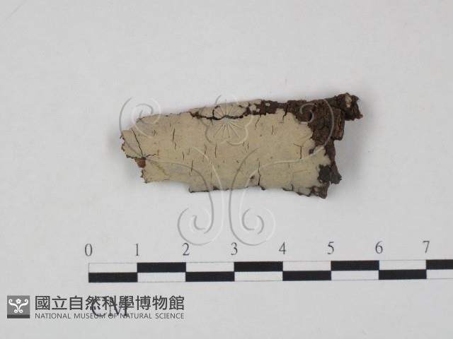 登錄號:F0010499藏品圖，第1張