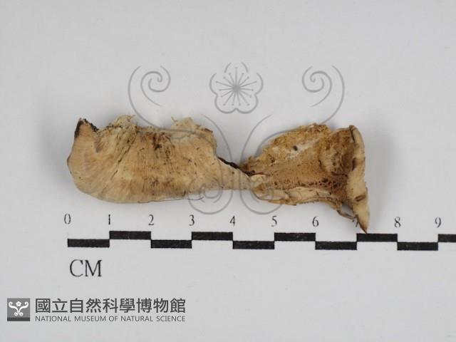 硬孔菌屬藏品圖，第1張