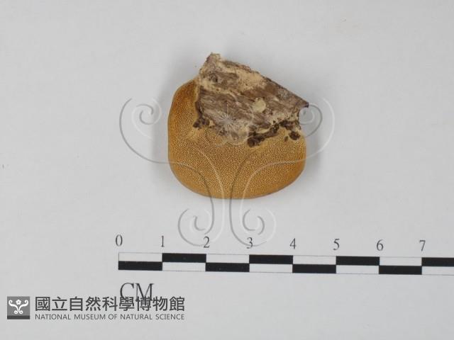 栓菌屬藏品圖，第1張