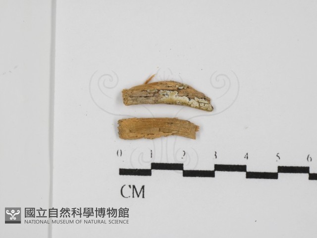 骨皮菌屬藏品圖，第1張