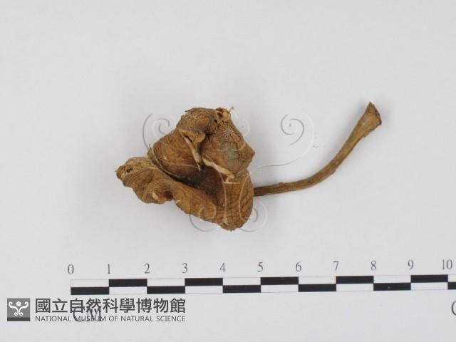 登錄號:F0024499藏品圖，第1張