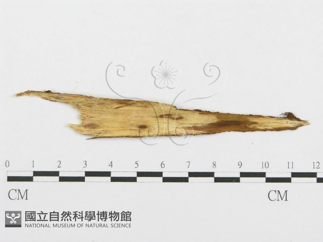 登錄號:F0004499藏品圖，第1張