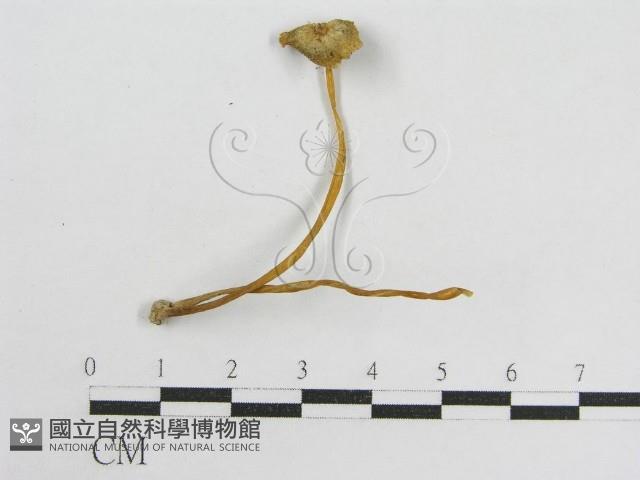 登錄號:F0014499藏品圖，第1張