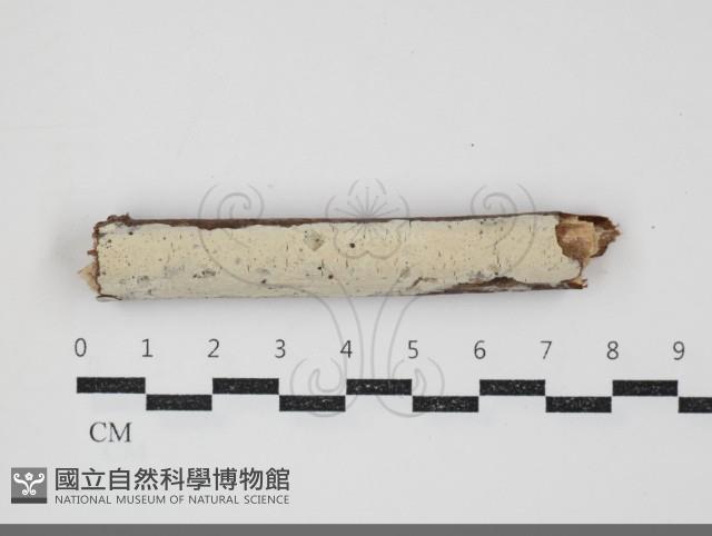 登錄號:F0034499藏品圖，第1張