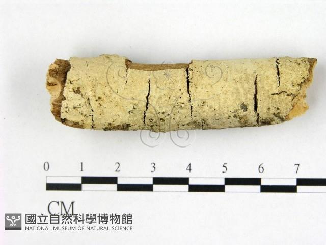 剛毛絲皮菌藏品圖，第1張