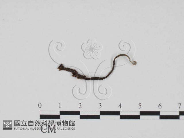 炭角菌屬藏品圖，第1張