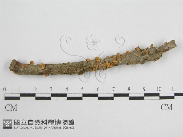 微皮傘屬藏品圖，第1張