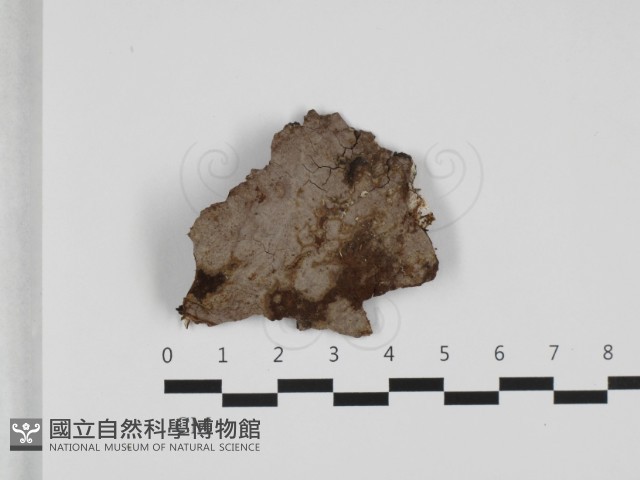 刺革菌屬藏品圖，第1張