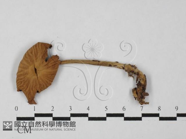 登錄號:F0027499藏品圖，第1張