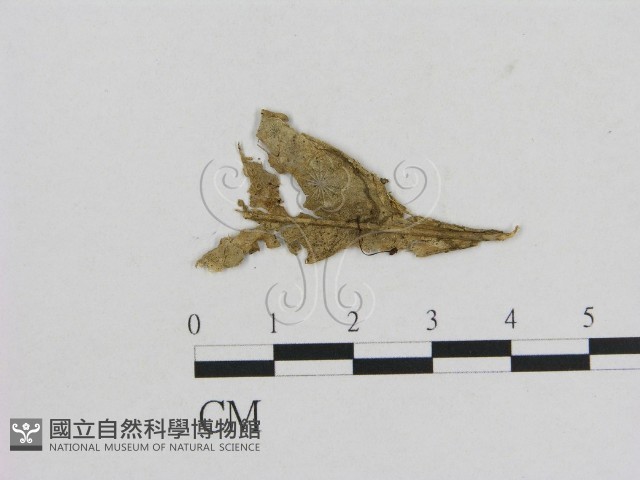 小菇屬藏品圖，第1張