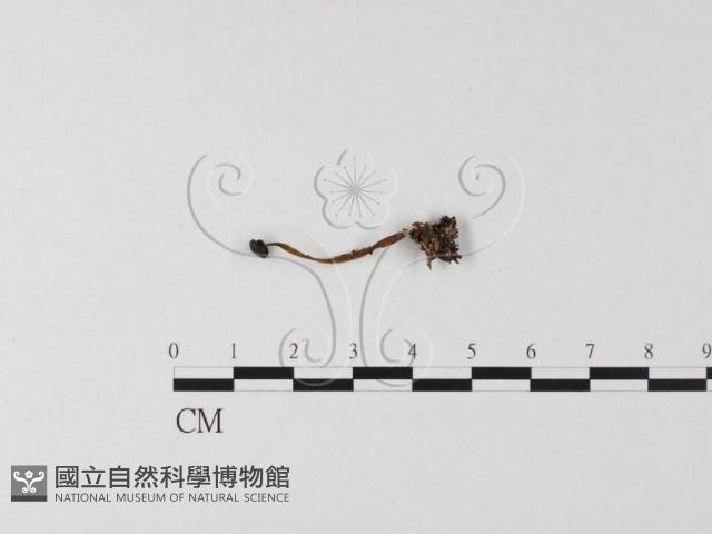 登錄號:F0025499藏品圖，第1張