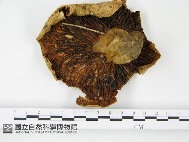 登錄號:F0005499藏品圖，第1張