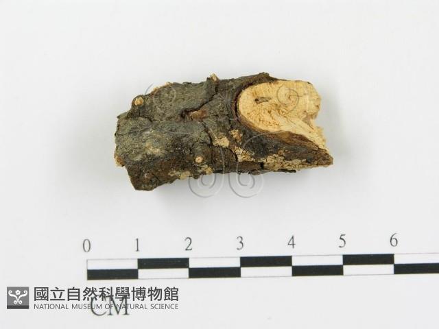 盤革菌屬藏品圖，第1張