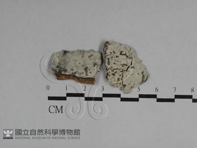 絲齒菌屬藏品圖，第1張