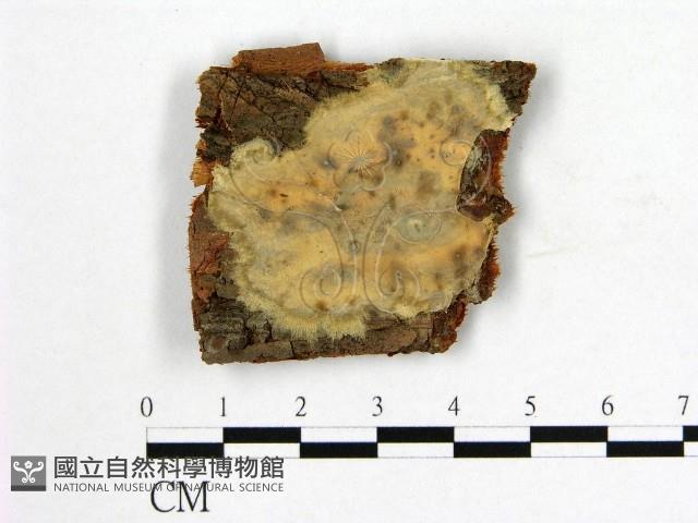 登錄號:F0009499藏品圖，第1張