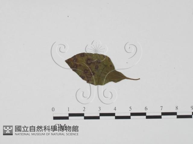 登錄號:F0019499藏品圖，第1張