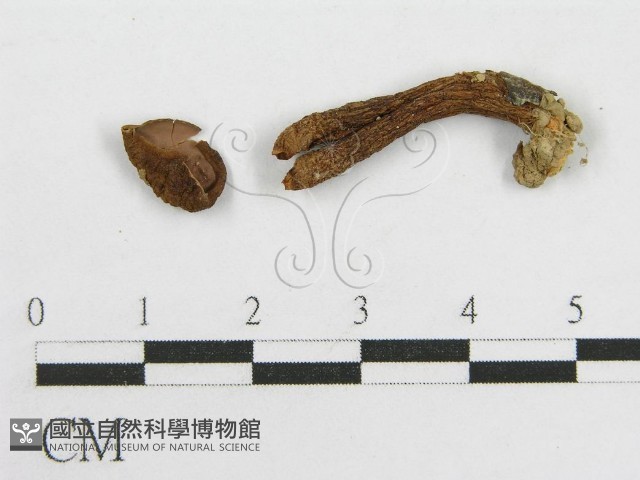 登錄號:F0003499藏品圖，第1張