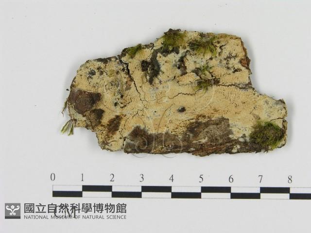 登錄號:F0013499藏品圖，第1張