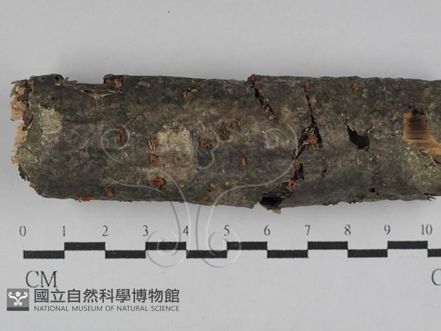 登錄號:F0028799藏品圖，第1張