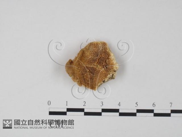 登錄號:F0018799藏品圖，第1張