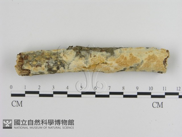 絲齒菌屬藏品圖，第1張