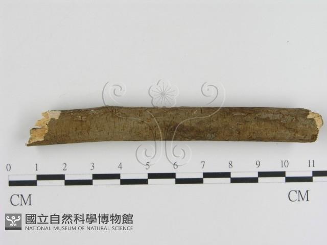 刺革菌屬藏品圖，第1張