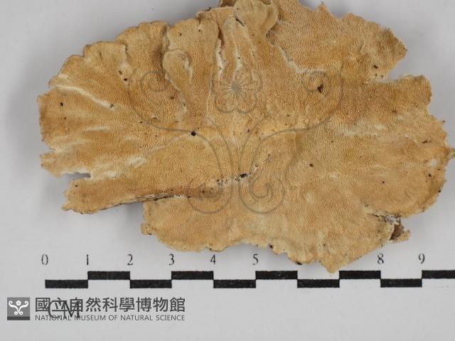 登錄號:F0030799藏品圖，第1張