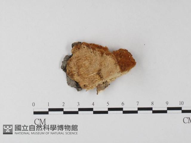 登錄號:F0006799藏品圖，第1張