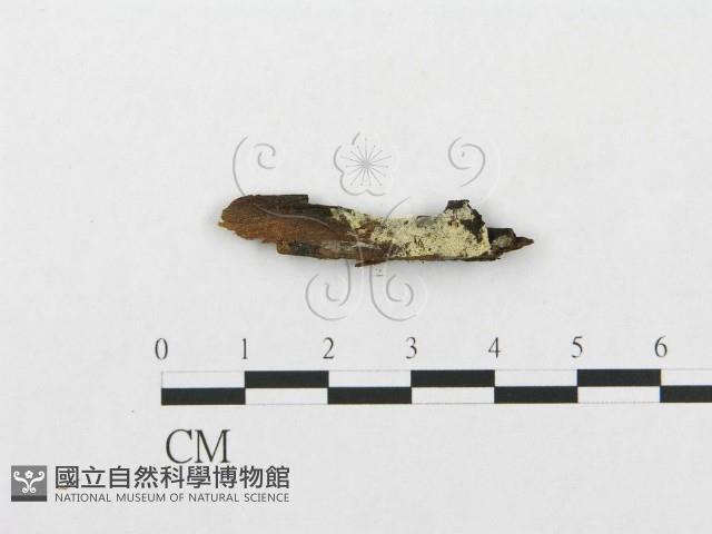 登錄號:F0016799藏品圖，第1張