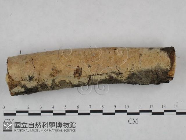 登錄號:F0021799藏品圖，第1張