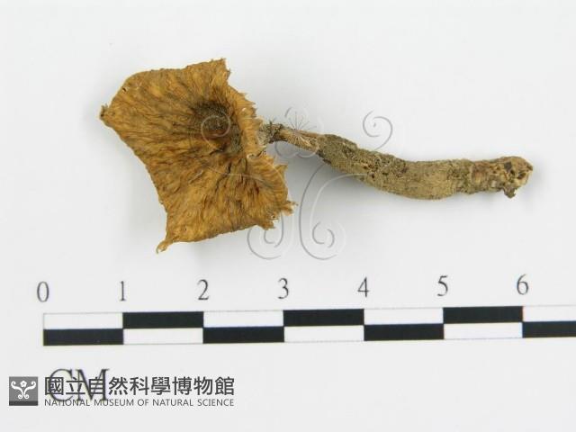 波邊革菌屬藏品圖，第1張