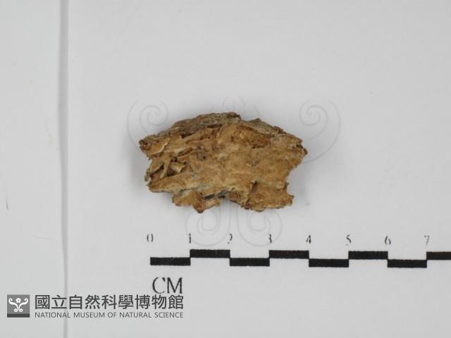 登錄號:F0031799藏品圖，第1張