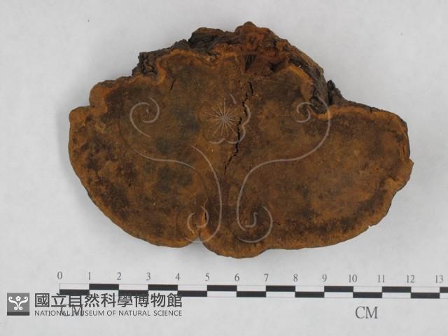 桑黃藏品圖，第1張